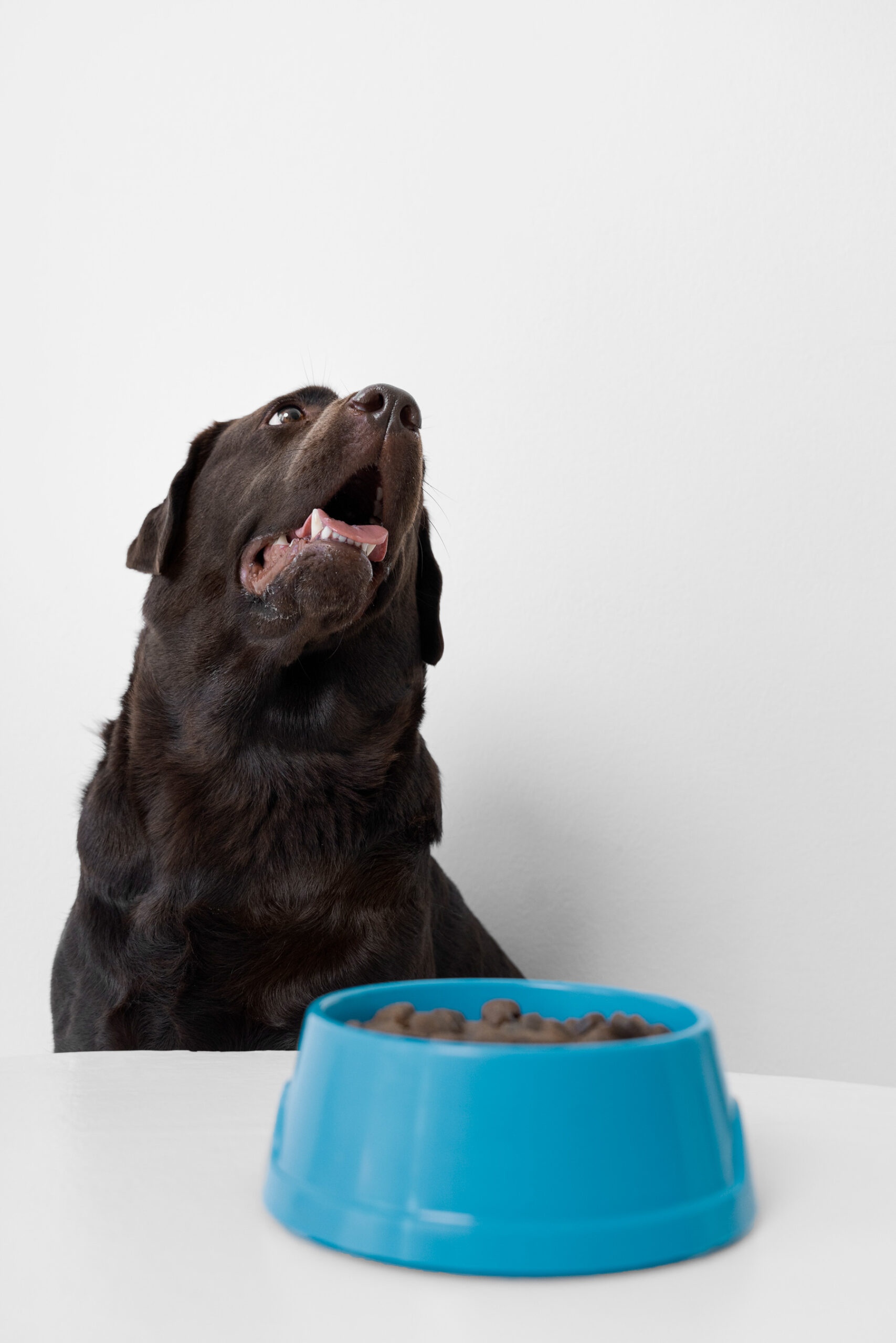 Graanvrij hondenvoer koudgeperst- De beste keuze voor jouw hond