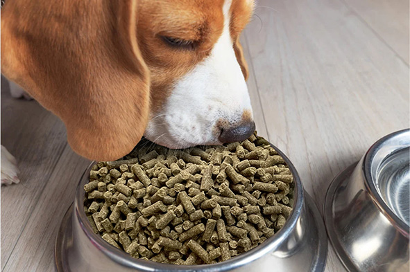 Koudgeperste hondenbrokken: waarom zijn deze gezonder?