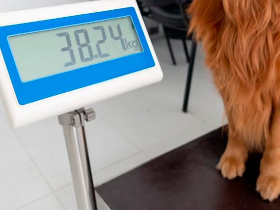 Overgewicht honden: wat te doen?